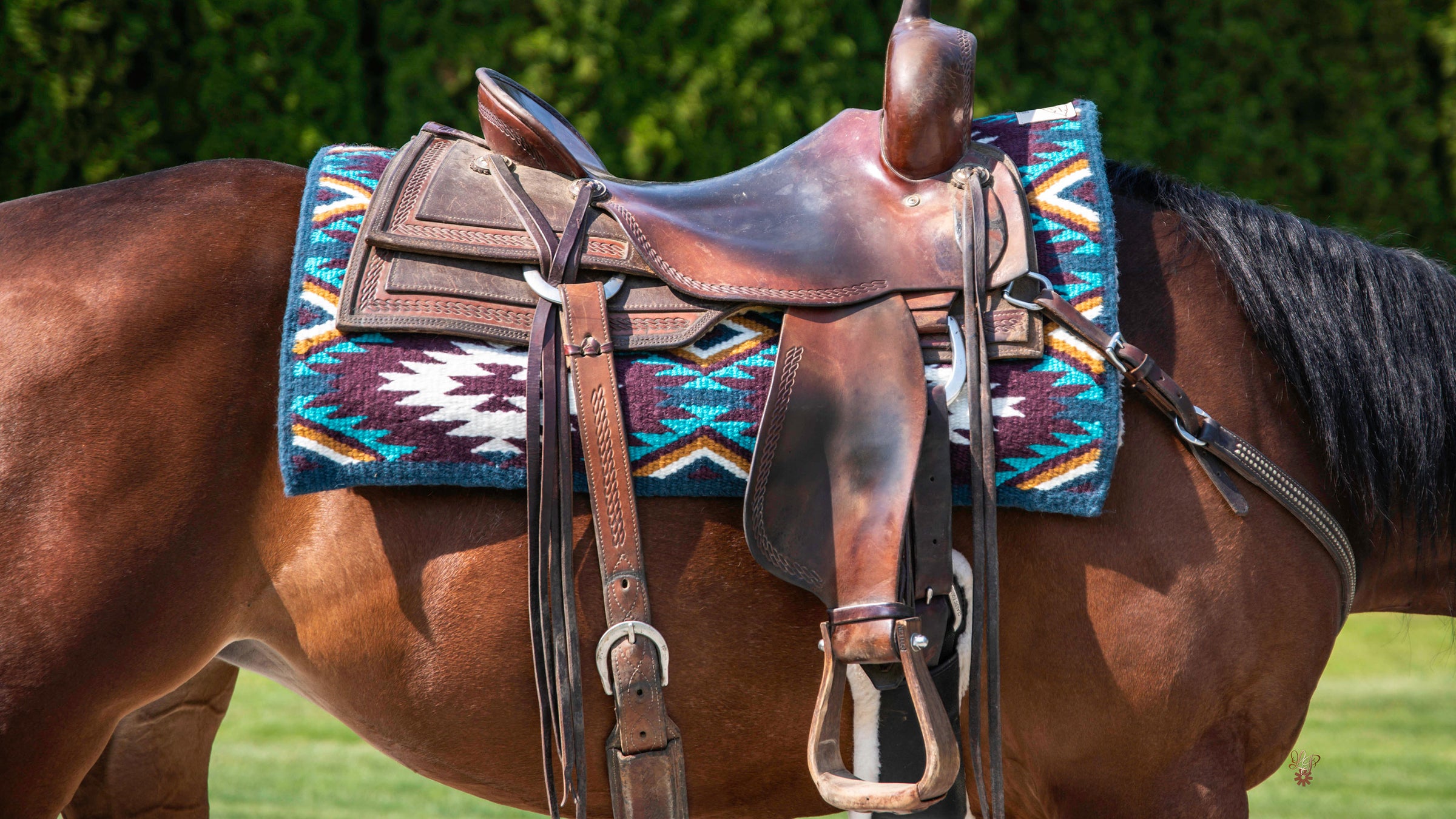contoured horse blankets, cuttin up show blankets, quality horse blankets